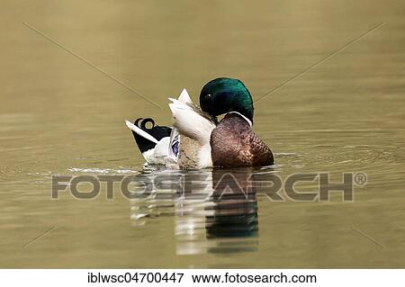 Stock Photo - Mallard (Anas platyrhynchos) in the water, drake, Nettetal, North Rhine-Westphalia, Germany, Europe. Fotosearch