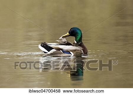 Stock Photo - Mallard (Anas platyrhynchos) in the water, drake, Nettetal, North Rhine-Westphalia, Germany, Europe. Fotosearch