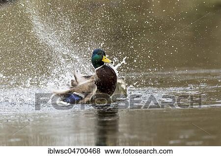 Stock Photo - Mallard (Anas platyrhynchos) in the water, drake bathing, Nettetal, North Rhine-Westphalia, Germany, Europe. Fotosearch
