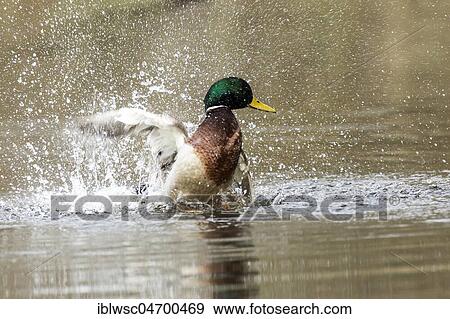 Stock Photo - Mallard (Anas platyrhynchos) in the water, drake bathing, Nettetal, North Rhine-Westphalia, Germany, Europe. Fotosearch