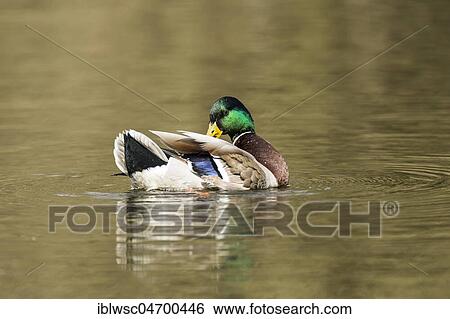 Mallard (Anas platyrhynchos) in the water, drake, Nettetal, North Rhine-Westphalia, Germany, Europe View Large Photo Image Stock Photograph - Mallard (Anas platyrhynchos) in the water, drake, Nettetal, North Rhine-Westphalia, Germany, Europe. Fotosearch