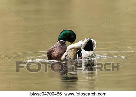 Stock Photograph - Mallard (Anas platyrhynchos) in the water, drake, Nettetal, North Rhine-Westphalia, Germany, Europe. Fotosearch