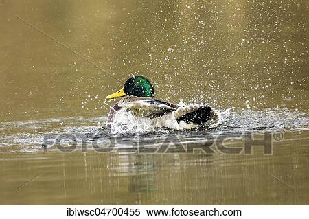 Stock Photography - Mallard (Anas platyrhynchos) in the water, drake bathing, Nettetal, North Rhine-Westphalia, Germany, Europe. Fotosearch