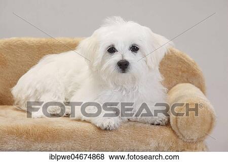 Maltese, puppy, 14 weeks, lying on dog sofa, white background View Large Photo Image Stock Photo - Maltese, puppy, 14 weeks, lying on dog sofa, white background. Fotosearch
