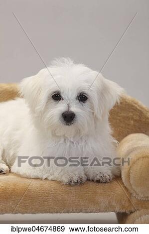 Stock Photo - Maltese, puppy, 14 weeks, lying on dog sofa, white background. Fotosearch