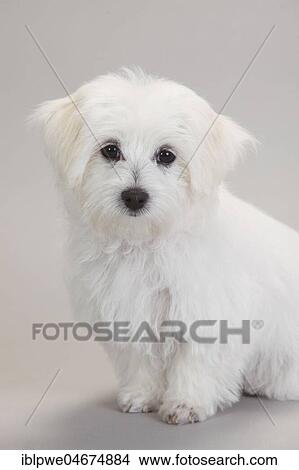 Picture - Maltese, puppy, 14 weeks, sitting, white background. Fotosearch