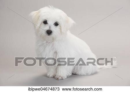 Maltese, puppy, 14 weeks, sitting, white background View Large Photo Image Stock Image - Maltese, puppy, 14 weeks, sitting, white background. Fotosearch