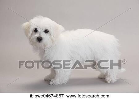 Stock Photo - Maltese, puppy, 14 weeks, standing, white background. Fotosearch