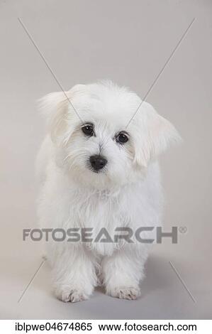 Maltese, puppy, 14 weeks, white background View Large Photo Image Stock Photography - Maltese, puppy, 14 weeks, white background. Fotosearch