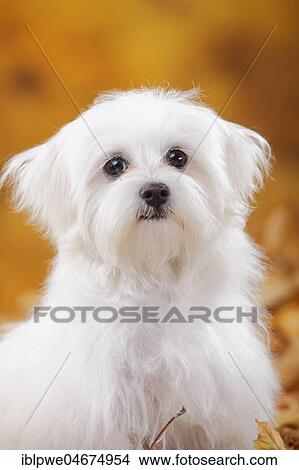 Maltese, puppy, 6 months, animal portrait, autumnal View Large Photo Image Picture - Maltese, puppy, 6 months, animal portrait, autumnal. Fotosearch