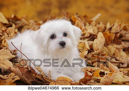 Maltese, puppy, 6 months, lies in autumn leaves View Large Photo Image Stock Photograph - Maltese, puppy, 6 months, lies in autumn leaves. Fotosearch