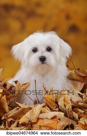 Picture - Maltese, puppy, 6 months, sitting in autumn leaves. Fotosearch