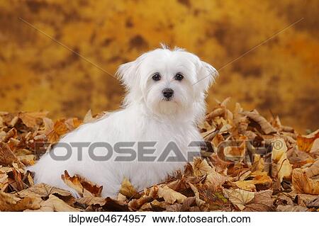 Maltese, puppy, 6 months, sitting in autumn leaves View Large Photo Image Stock Photo - Maltese, puppy, 6 months, sitting in autumn leaves. Fotosearch