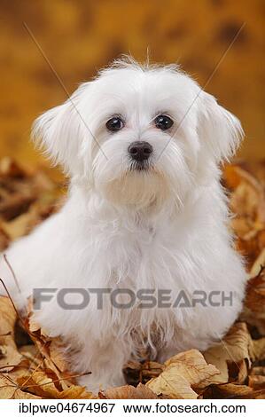Maltese, puppy, 6 months, sitting in autumn leaves View Large Photo Image Stock Photo - Maltese, puppy, 6 months, sitting in autumn leaves. Fotosearch