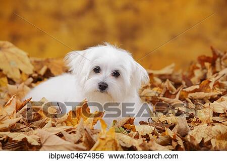 Stock Photograph - Maltese, puppy, 6 months, sitting in autumn leaves. Fotosearch