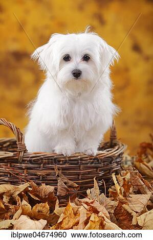 Maltese, puppy in basket in autumn leaves, 6 months View Large Photo Image Stock Image - Maltese, puppy in basket in autumn leaves, 6 months. Fotosearch