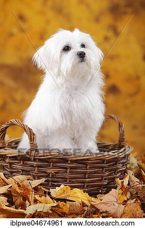 Stock Image - Maltese, puppy in basket in autumn leaves, 6 months. Fotosearch
