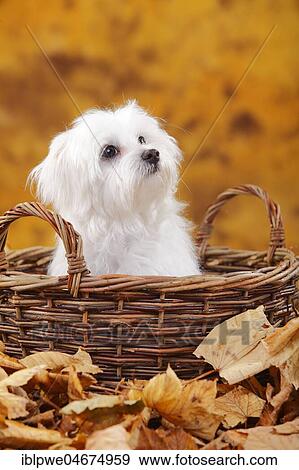 Maltese, puppy in basket in autumn leaves, 6 months View Large Photo Image Stock Photo - Maltese, puppy in basket in autumn leaves, 6 months. Fotosearch