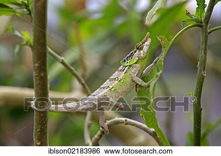 Stock Photograph - Malthe Chameleon (Calumma malthe), male, foraging, Madagascar, Africa. Fotosearch