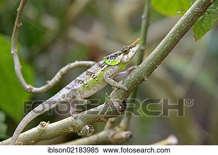 Malthe Chameleon (Calumma malthe), male, foraging, Madagascar, Africa View Large Photo Image Stock Photography - Malthe Chameleon (Calumma malthe), male, foraging, Madagascar, Africa. Fotosearch