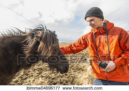 Stock Photo - Man caressing brown Icelandic horse (Equus islandicus), South Iceland, Iceland, Europe. Fotosearch