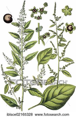 Stock Photo - Many-seeded Goosefoot (Chenopodium polyspermum), medicinal plant, useful plant, chromolithograph, circa 1790. Fotosearch
