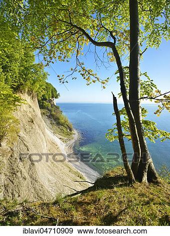 Maple tree at the edge of the cliffs, view of the Baltic Sea and the chalk cliffs in spring, fresh green, Jasmund National Park, Rügen Island, Mecklenburg-Western Pomerania, Germany, Europe View Large Photo Image Stock Photo - Maple tree at the edge of the cliffs, view of the Baltic Sea and the chalk cliffs in spring, fresh green, Jasmund National Park, Rügen Island, Mecklenburg-Western Pomerania, Germany, Europe. Fotosearch