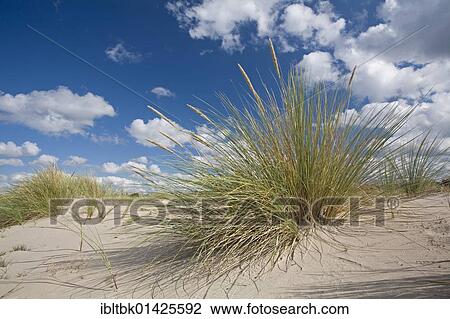 Stock Image - Marram grass on sand dune, Midtjylland, Denmark, Europe. Fotosearch