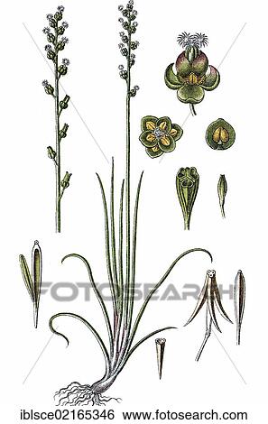 Marsh Arrowgrass (Triglochin palustris), medicinal plant, useful plant, chromolithograph, circa 1790 View Large Photo Image Stock Photograph - Marsh Arrowgrass (Triglochin palustris), medicinal plant, useful plant, chromolithograph, circa 1790. Fotosearch