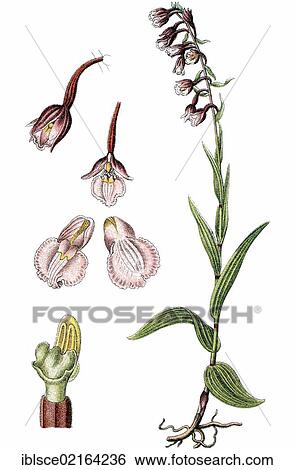 Marsh helleborine (Epipactis palustris), medicinal plant, crop plant, chromolithography, about 1870 View Large Photo Image Stock Photograph - Marsh helleborine (Epipactis palustris), medicinal plant, crop plant, chromolithography, about 1870. Fotosearch