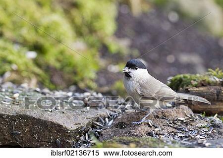 Marsh tit (Poecile palustris) at the feeding site, Bad Sooden-Allendorf, Hesse, Germany, Europe View Large Photo Image Stock Photography - Marsh tit (Poecile palustris) at the feeding site, Bad Sooden-Allendorf, Hesse, Germany, Europe. Fotosearch