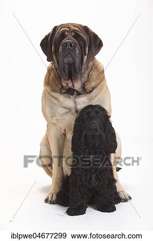 Mastiff and English Cocker Spaniel, male, sitting View Large Photo Image Stock Photo - Mastiff and English Cocker Spaniel, male, sitting. Fotosearch
