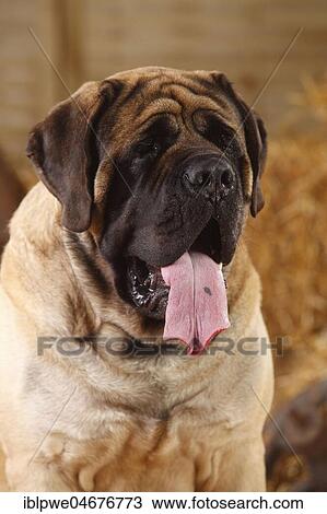 Mastiff, male, 4 years, animal portrait with tongue hanging out View Large Photo Image Stock Image - Mastiff, male, 4 years, animal portrait with tongue hanging out. Fotosearch