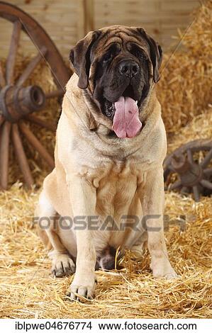 Picture - Mastiff, male, 4 years old, sitting in straw, tongue hanging out. Fotosearch
