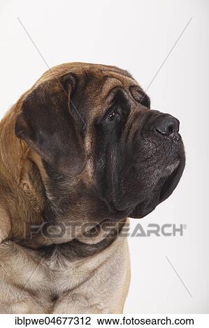 Stock Image - Mastiff, male, animal portrait. Fotosearch