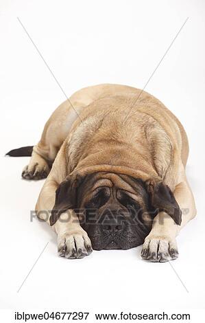 Mastiff, male, lying with head between his paws View Large Photo Image Stock Photo - Mastiff, male, lying with head between his paws. Fotosearch