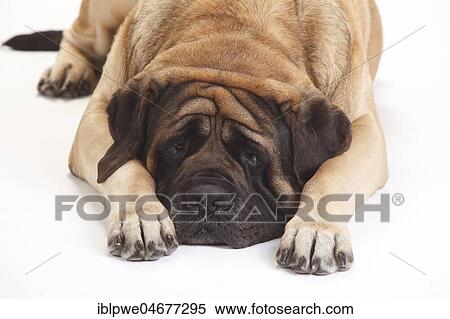 Stock Photography - Mastiff, male, lying with head between his paws. Fotosearch