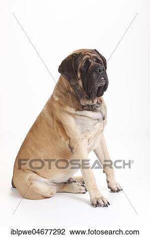 Mastiff, male, sitting View Large Photo Image Stock Image - Mastiff, male, sitting. Fotosearch