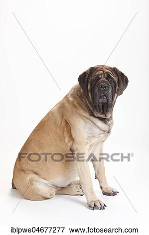 Mastiff, male, sitting View Large Photo Image Stock Photo - Mastiff, male, sitting. Fotosearch
