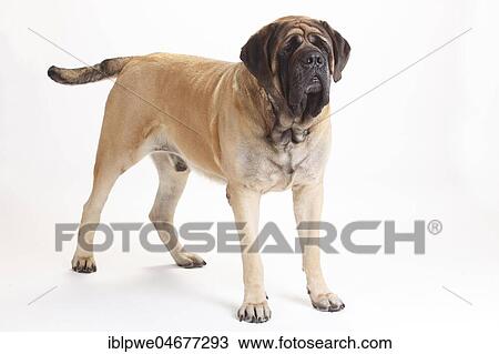 Stock Image - Mastiff, male, standing. Fotosearch