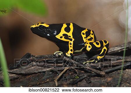 Mature Yellow-banded Poison Dart or Poison Frog (Dendrobates leucomelas) View Large Photo Image Stock Image - Mature Yellow-banded Poison Dart or Poison Frog (Dendrobates leucomelas). Fotosearch
