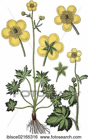 Meadow Buttercup (Ranunculus acra), Woolly Crowfoot (Ranunculus lanuginosus), right, medicinal plant, useful plant, chromolithograph, circa 1790 View Large Photo Image Stock Photograph - Meadow Buttercup (Ranunculus acra), Woolly Crowfoot (Ranunculus lanuginosus), right, medicinal plant, useful plant, chromolithograph, circa 1790. Fotosearch