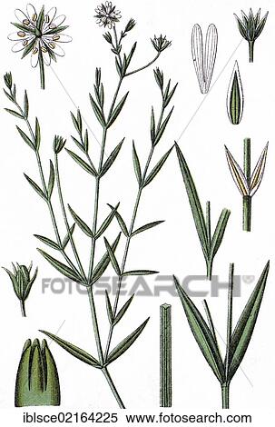 Meadow starwort (Alsine glauca), medicinal plant, crop plant, chromolithography, about 1870 View Large Photo Image Stock Photography - Meadow starwort (Alsine glauca), medicinal plant, crop plant, chromolithography, about 1870. Fotosearch