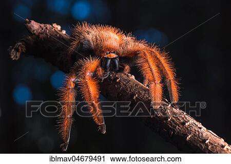 Megaloremmius leo on a branch, Anjozorobe Reserve, Madagascar, Africa View Large Photo Image Stock Image - Megaloremmius leo on a branch, Anjozorobe Reserve, Madagascar, Africa. Fotosearch
