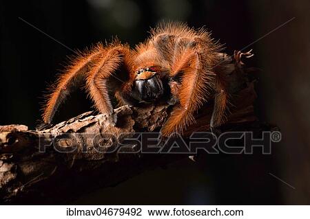 Stock Image - Megaloremmius leo on a branch, Anjozorobe Reserve, Madagascar, Africa. Fotosearch