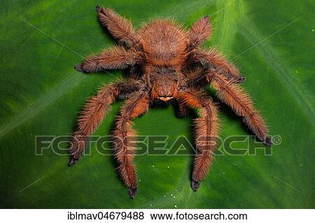 Stock Photo - Megaloremmius leo on leaf, Anjozorobe Reserve, Madagascar, Africa. Fotosearch