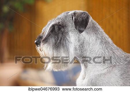 Middle schnauzer, male, pepper-salt, 10 years, animal portrait View Large Photo Image Stock Image - Middle schnauzer, male, pepper-salt, 10 years, animal portrait. Fotosearch