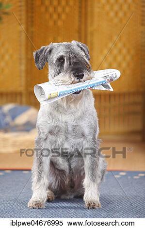 Middle schnauzer, male, pepper-salt, 10 years, sits on carpet in the living room and has the newspaper in his mouth View Large Photo Image Stock Photography - Middle schnauzer, male, pepper-salt, 10 years, sits on carpet in the living room and has the newspaper in his mouth. Fotosearch