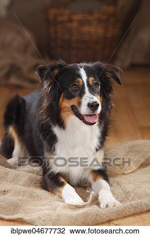 Miniature Australian Shepherd, bitch, black-tri, lying on the ground View Large Photo Image Stock Image - Miniature Australian Shepherd, bitch, black-tri, lying on the ground. Fotosearch