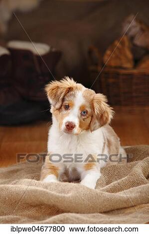 Stock Image - Miniature Australian Shepherd, puppy, red-merle, 13 weeks, different coloured eyes, odd-eyed, lying on the ground. Fotosearch